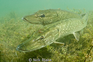 A couple of Pike in a mating courtship at Wraysbury Lake by Nick Blake 